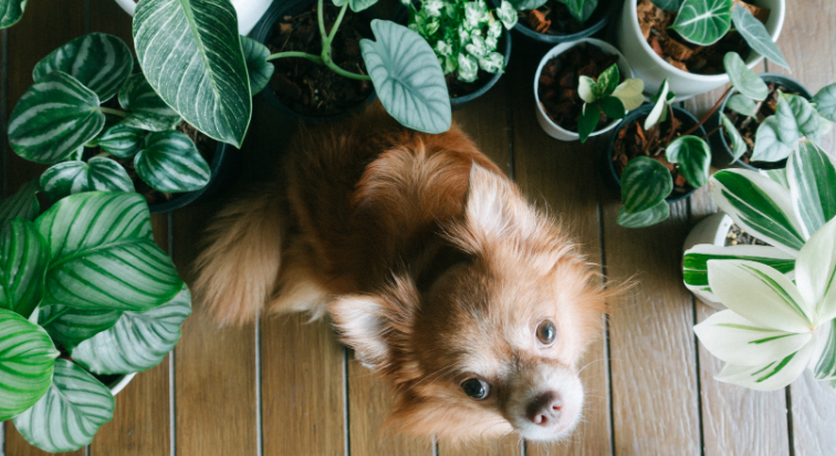 Plantas, objetos de decoração e até tapetes são itens que podem prejudicar a saúde do seu pet.